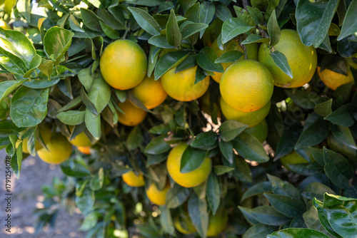 Valencia oranges growing on citrus tree in orchard