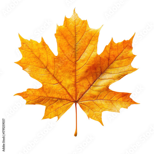 Wallpaper Mural yellow Autumn maple leaf isolated on a white background, cutout Torontodigital.ca