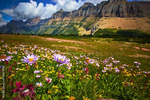 Quadro su tela Wildflowers Meadow and Majestic Mountain Landscape in Summer at Glacier National