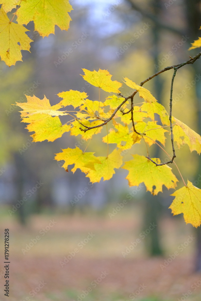 Obraz premium Autumn trees in yellow forest. Park with fallen leaves on the foreground
