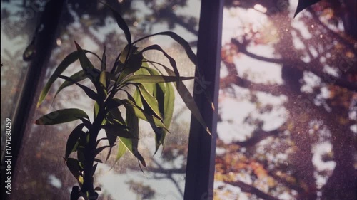 Houseplants shot in natural light on 35mm 4-perf film, Arriflex camera with 28mm Schneider lens. Out-of-date stock, scanned at 4K.