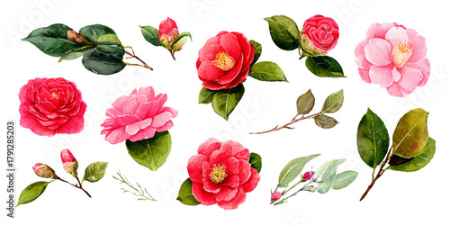 Collection of vibrant camellia flowers and buds in various shades of pink and red