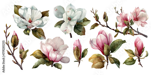 Collection of delicate magnolia blossoms and buds in various stages of bloom on branches