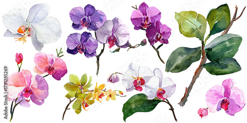 Collection of vibrant orchid flowers in various colors and varieties on white background