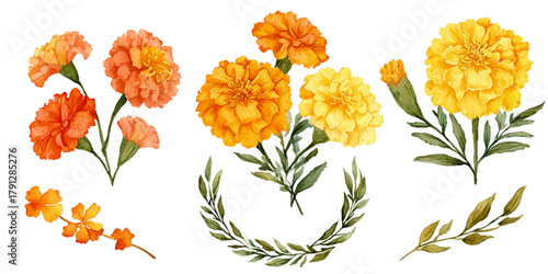 Vibrant watercolor illustrations of orange and yellow marigold flowers and green leaves on white background
