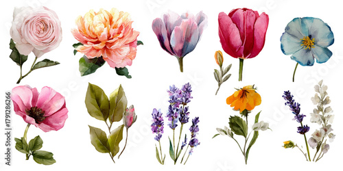 Collection of delicate watercolor floral illustrations featuring peonies tulips lavender and anemones