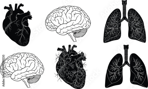Human organ silhouettes, heart, brain, lungs, anatomical icons, internal structure, medical vector, editable, isolated, black illustration