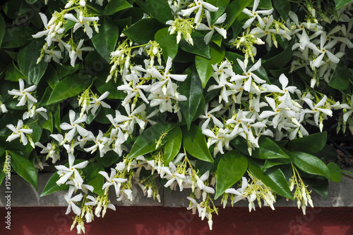 Tableau sur toile Star Jasmine or Jasminum, many white flowers, close up