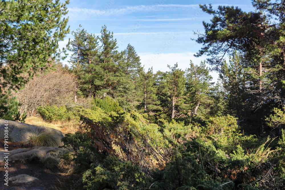 Fototapeta premium Autumn Landscape of Vitosha Mountain, Bulgaria