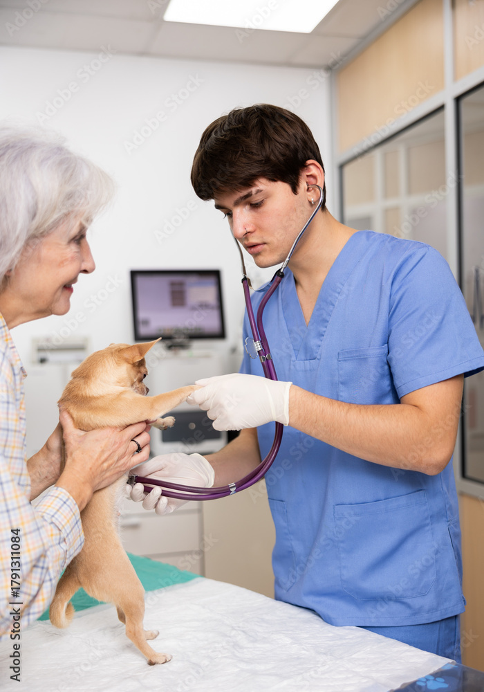 Obraz premium Young professional veterinarian conducting checkup of chihuahua brought to appointment at clinic by caring female owner, listening to heartbeat with stethoscope..