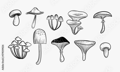 Set of mushrooms. Outline with transparent background. Vector sketch illustration