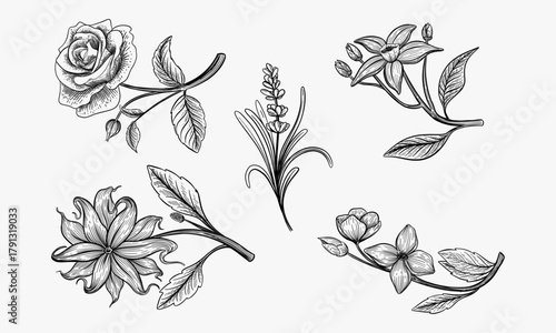 Set of aromatic flowers. Ylang ylang, rose, lavender, orange and jasmine. Engraving style. Vector ilustration.