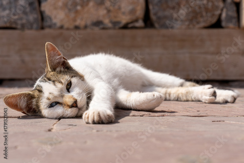 Konstfotografi A stray cat lazes in the sun near to the walls of the kasbah overlooking Agadir,