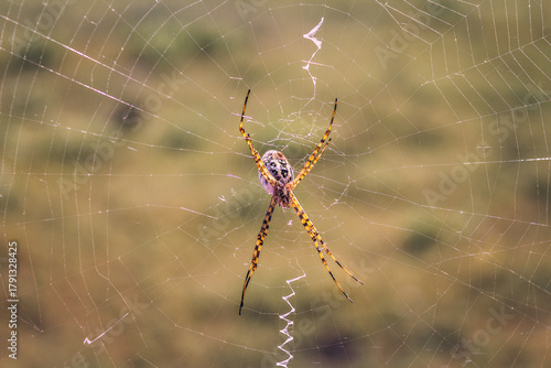 Spider on Web in Natural Environment