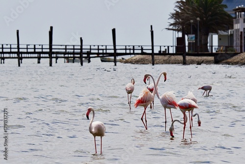 Gruppe von Flamingos im Wasser