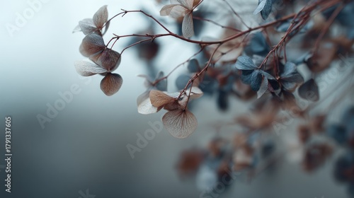 Fototapeta Naklejka Na Ścianę i Meble -  Serene display of faded hydrangea flowers with desaturated calming colors