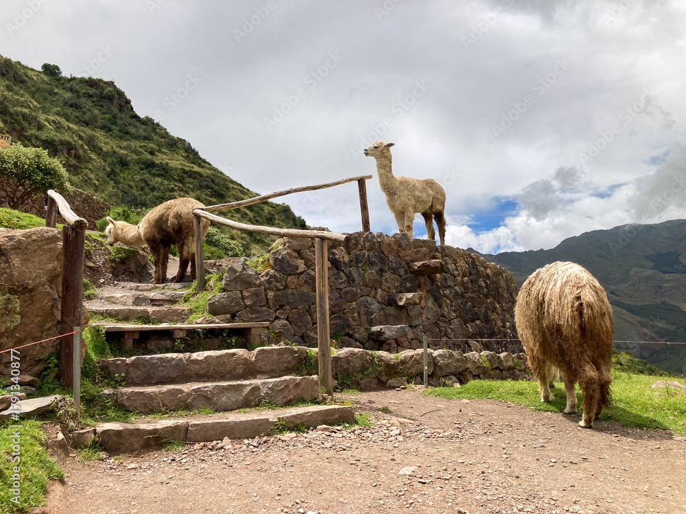 Obraz premium Llamas Eating Grass in Pisac, Cusco, Peru