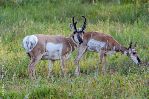 Pronghorn Buck and Doe
Custer State Park
South Dakota