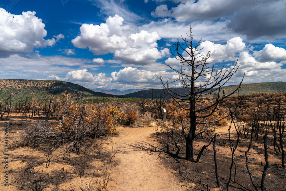 Naklejka premium Landscape of a wildfire burn scar in Black Canyon of the Gunnison National Park. Charred dead trees and dry brush are seen on a dirt path under a dramatic cloudy sky