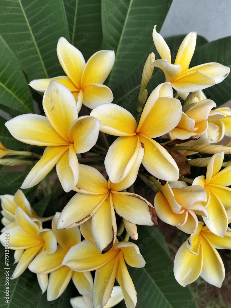 Obraz premium frangipani plumeria flower