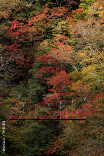 紅葉のべふ峡（別府峡谷の赤い吊橋）
