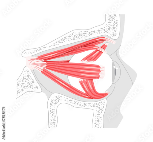 Ocular muscles anatomy chart, superior rectus, inferior rectus, medial rectus, lateral rectus, superior oblique, inferior oblique, eye movement, medical education, science illustration