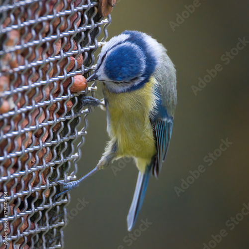 A close up of a blue tit, Cyanistes caeruleus, as it perches on a feeder full of peanuts. One peanut is coming out of the wire mesh which the bird is pecking at