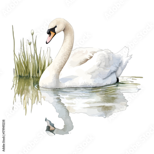 Watercolor White Mute Swan Swimming with Reflection and Reeds Vector Illustration
