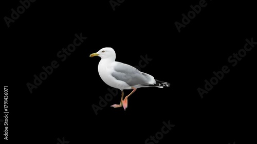 3d realistic Seagull walking loop animation in side view on black Screen, 4k high resolution, a Big seagull bird or Pacific albatross walk, with alpha channel clip, easy to change the background