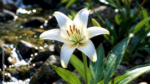White lilies blooming by the stream