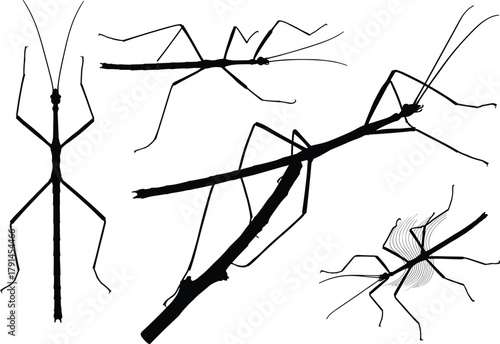 Stick Insect Silhouette Vector Set, Black and White Camouflage Bug Illustrations, Nature Morphology, Entomology Study, Twig Mimic Creatures, Insect Anatomy Icons