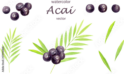 水彩で描いたアサイーのベクターイラストセット