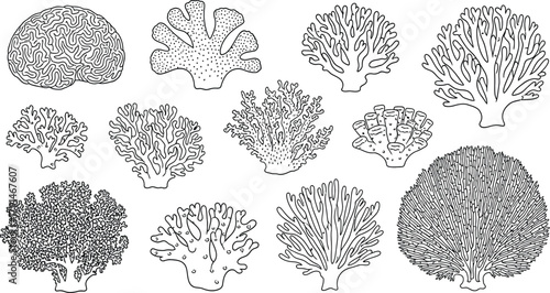 Hand drawn coral reef set, underwater marine plants and seaweed, ocean flora line art, tropical aquarium decoration elements, black outline vector illustration