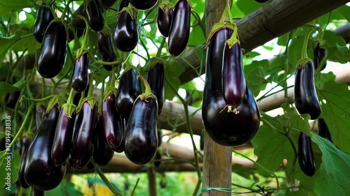 Cultivating Aubergines: A Bountiful Harvest of Glossy Purple Eggplants Growing