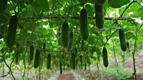 Lush Cucumber Canopy: A Verdant View of Hanging Vegetables in an Organic Farm