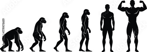 Evolution, human, silhouette, vector, primate, upright, muscular, transformation, anatomy, progress, black, white, posture, biology, science, timeline, development, flexing, illustration, design