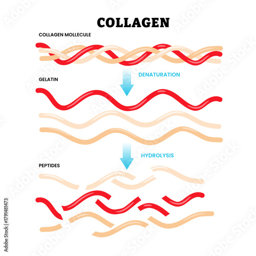 Collagen hydrolysis and denaturation with collagen molecule, gelatin, peptides. Breakdown large collagen into smaller peptides. Flat vector illustration. Healthcare poster design.