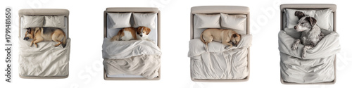 Adorable dogs comfortably sleeping in cozy beds, perfect for illustrating pet care, home comforts, restful sleep, and the unique bond between humans and their canine companions