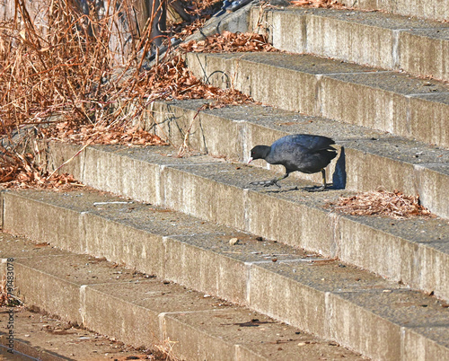階段を降りるオオバン