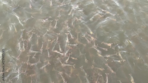 Shrimp is swimming, fresh shrimp
