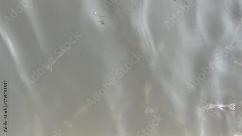 Shrimp is swimming, fresh shrimp
