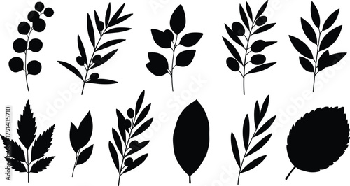 Leaf, branch, berry, silhouette, botanical, nature, foliage, plant, black, vector, illustration, wild, design, minimal, organic, graphic, stem, shape, natural, decorative