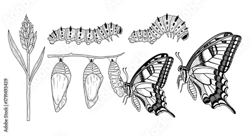 Illustration depicting the life cycle of a butterfly, showing the plant, caterpillar, pupa/chrysalis, and adult butterfly stages in a linear sequence.