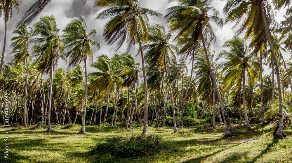 Obraz premium Palm trees, wind - swept fronds, tropical landscape, grassy field under cloudy sky, wide - angle view