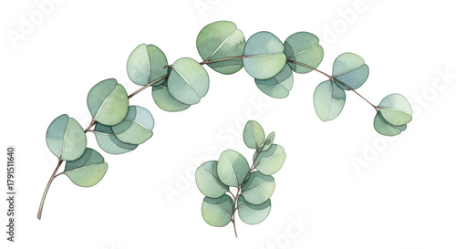 Delicate eucalyptus branch with round leaves watercolor art for natural decor transparent background