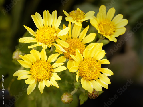 Indian chrysanthemum  (Cut flowers photographed in November)