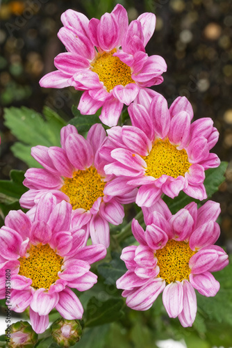 Pink spray mum (Cut flowers photographed in November)