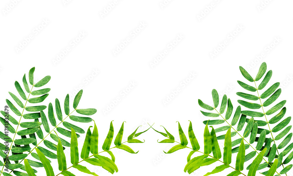 Obraz premium green leaves border