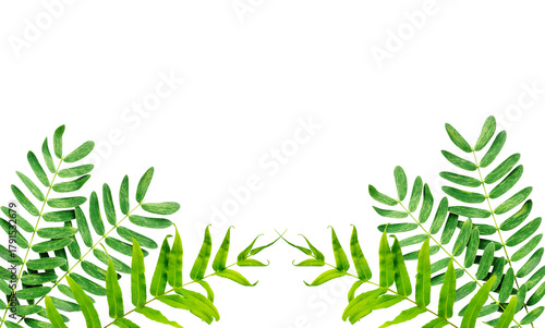 Wallpaper Mural green leaves border Torontodigital.ca