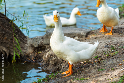 Foto ganso, ave, blanco, pato, animal, naturaleza, chacras, acuático, pico, domestica